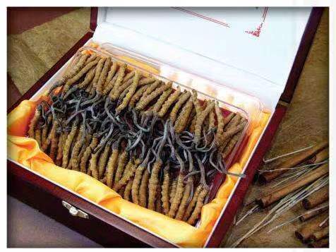 建宁冬虫夏草回收